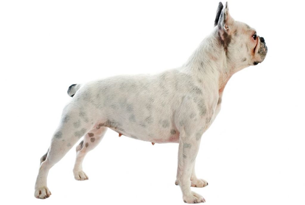 white-french-bulldog