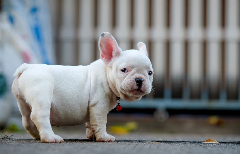 young-french-bulldog-white
