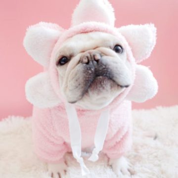 french bulldog flower hoodie new
