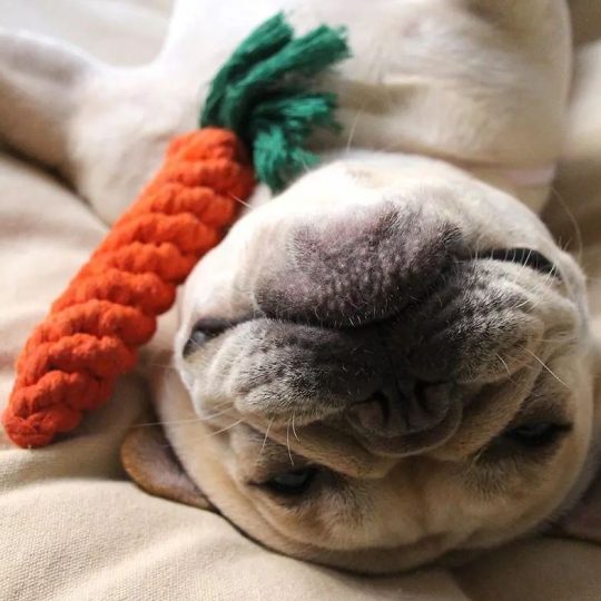 frenchie toy carrot