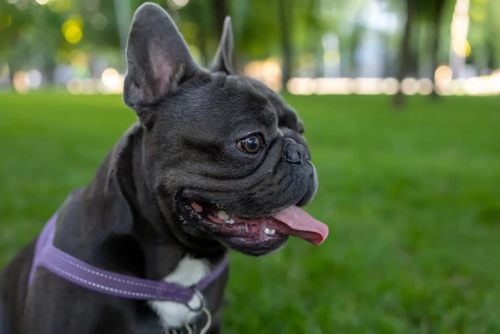 dark french bulldog