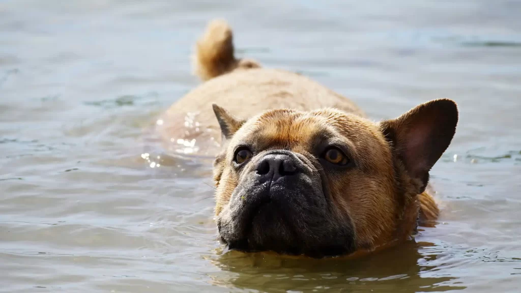 Teaching Your French Bulldog to Swim
