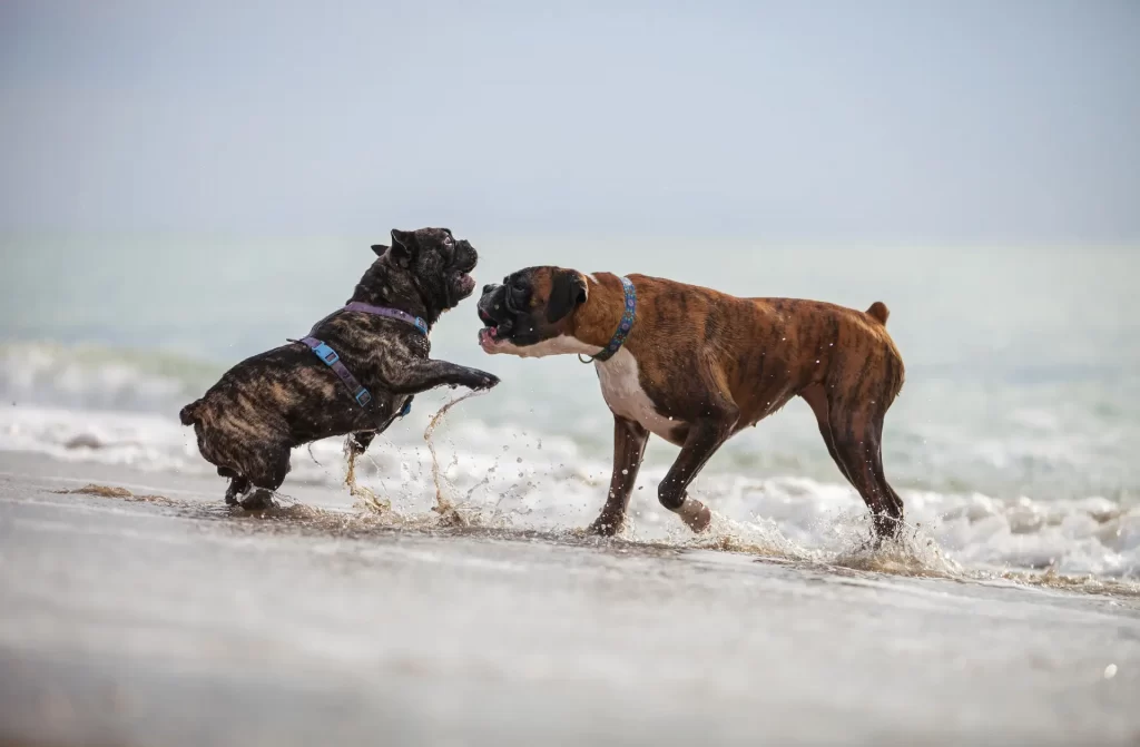 french bulldog and boxer playing on the beach