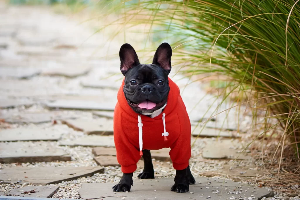 French bulldog with pointy ears in red hoodie