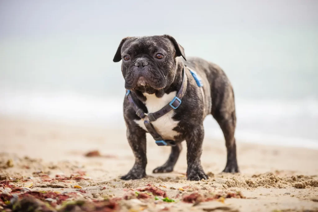 french bulldog - do they like water?