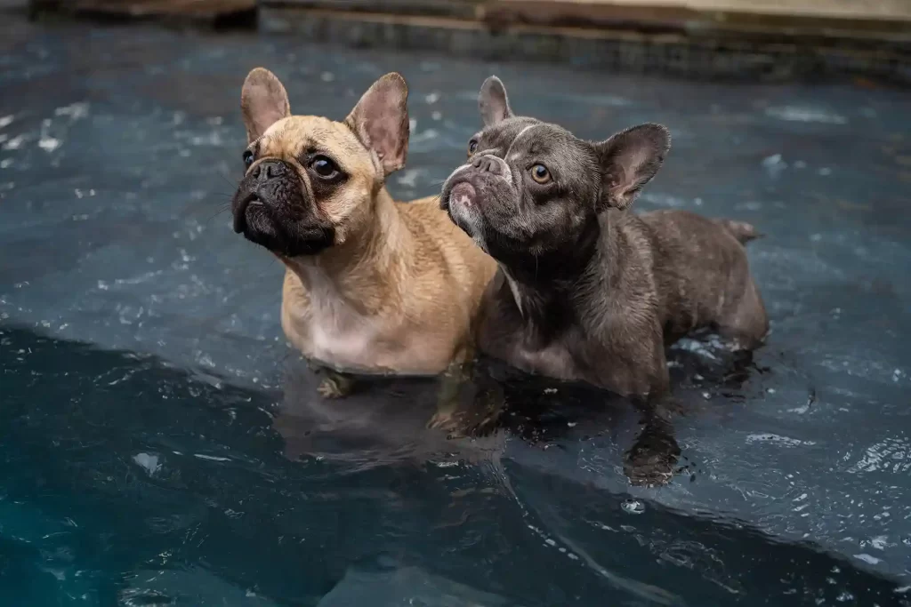 The Risks of Letting Your French Bulldog Swim​