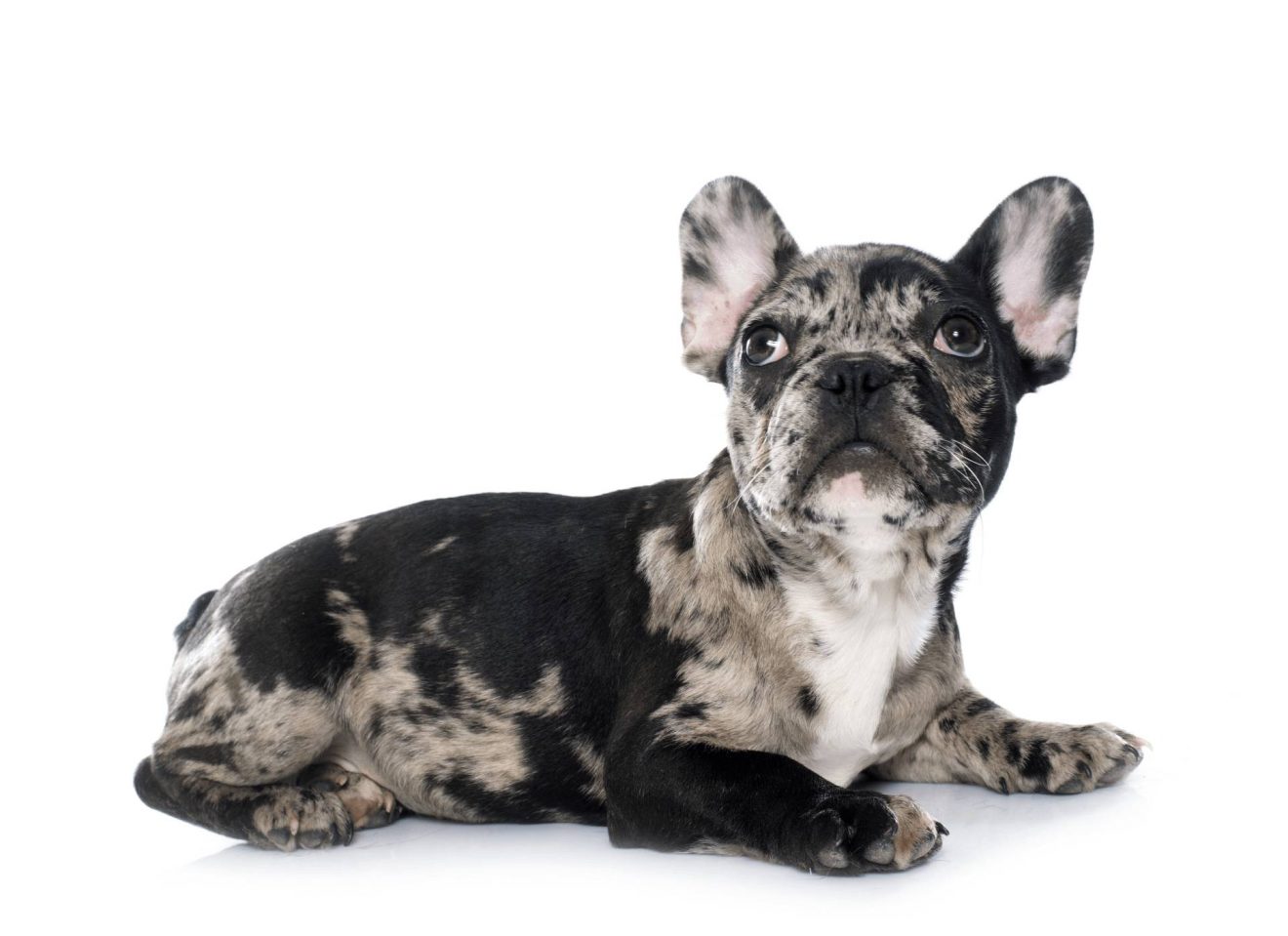 What is French Bulldog Cherry Eye and How Do You Treat It? Frenchie