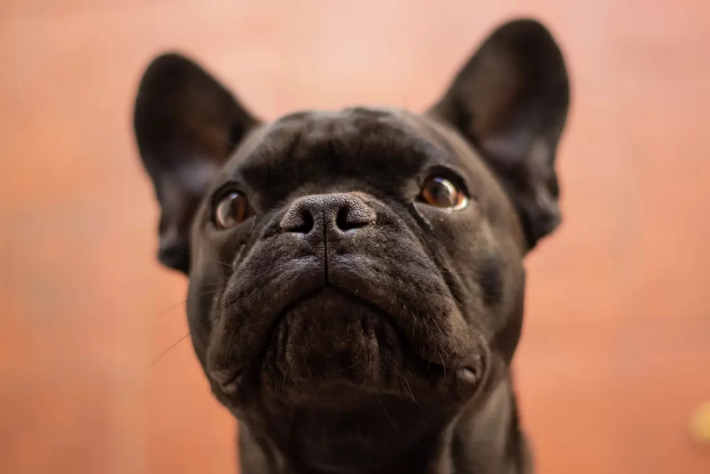 do French Bulldogs need nose surgery?