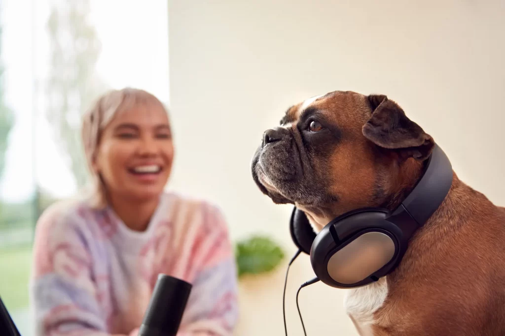 A french bulldog with headphones