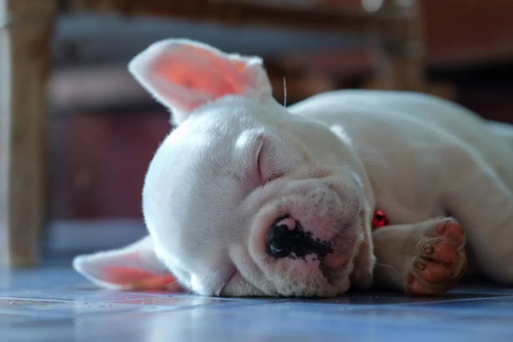 When Do Frenchies Snore More Than Usual and Why?