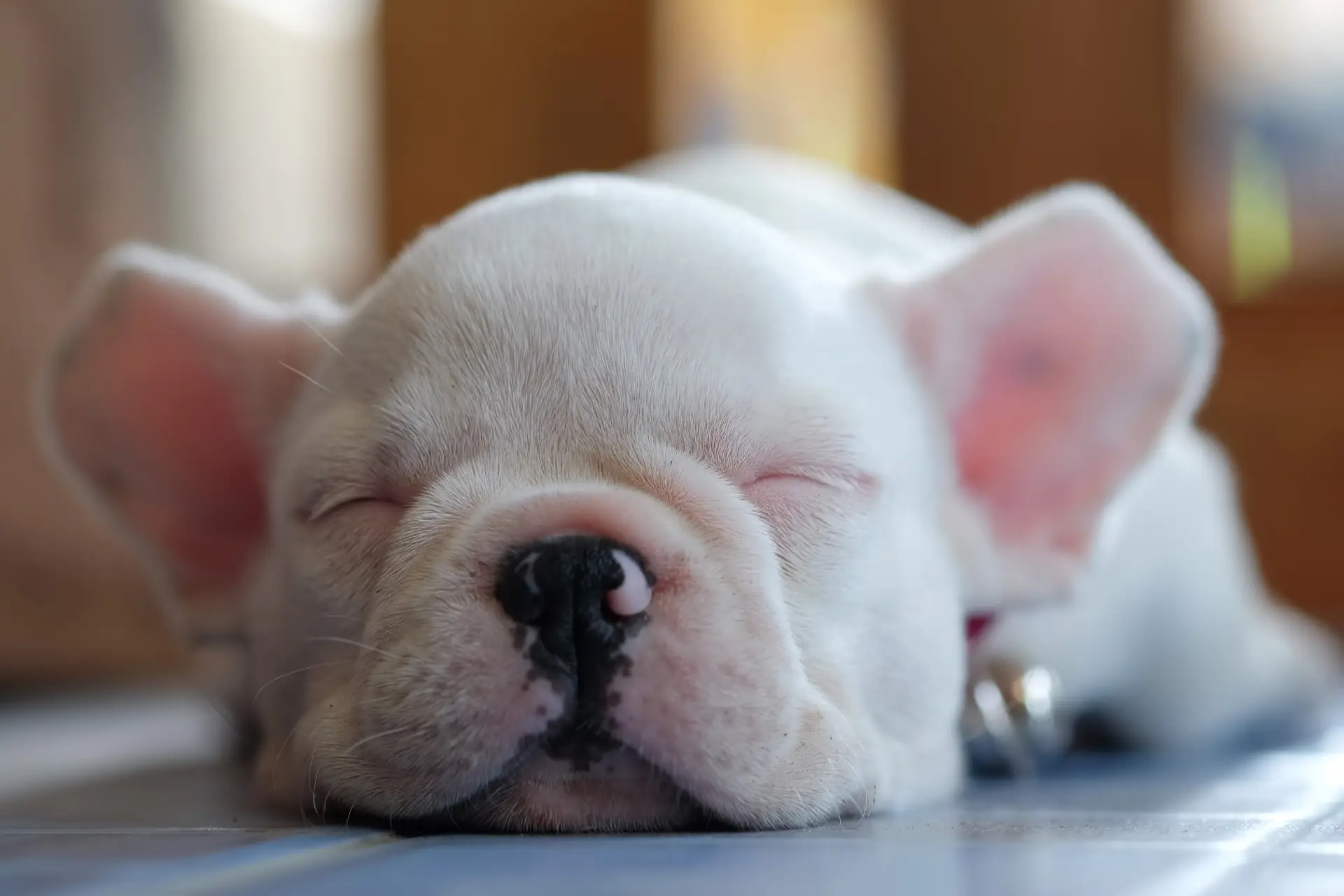 How To Stop A French Bulldog From Snoring Frenchie Globe Shop