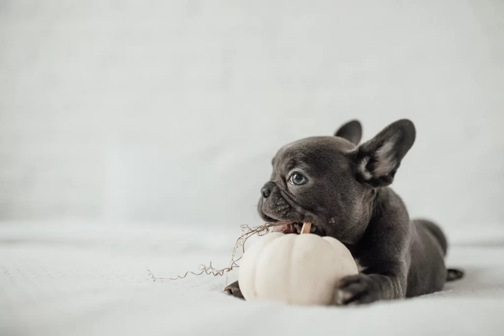 Blue French Bulldog