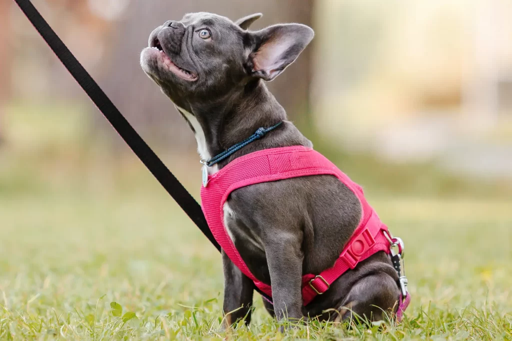 There's no apparent winner in Blue vs. Lilac French Bulldogs