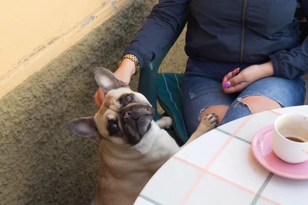 Why Bagels Aren't Ideal for Your Frenchie