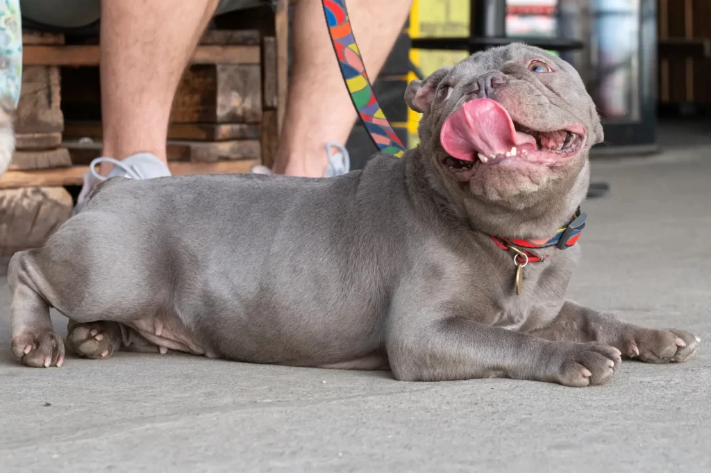 lilac french bulldog