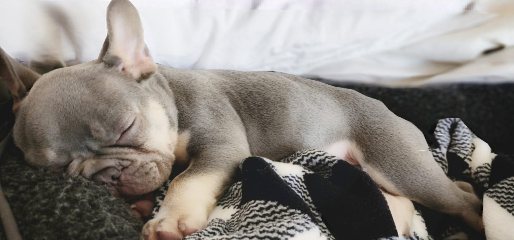 Frenchie bulldog while sleeping after shower