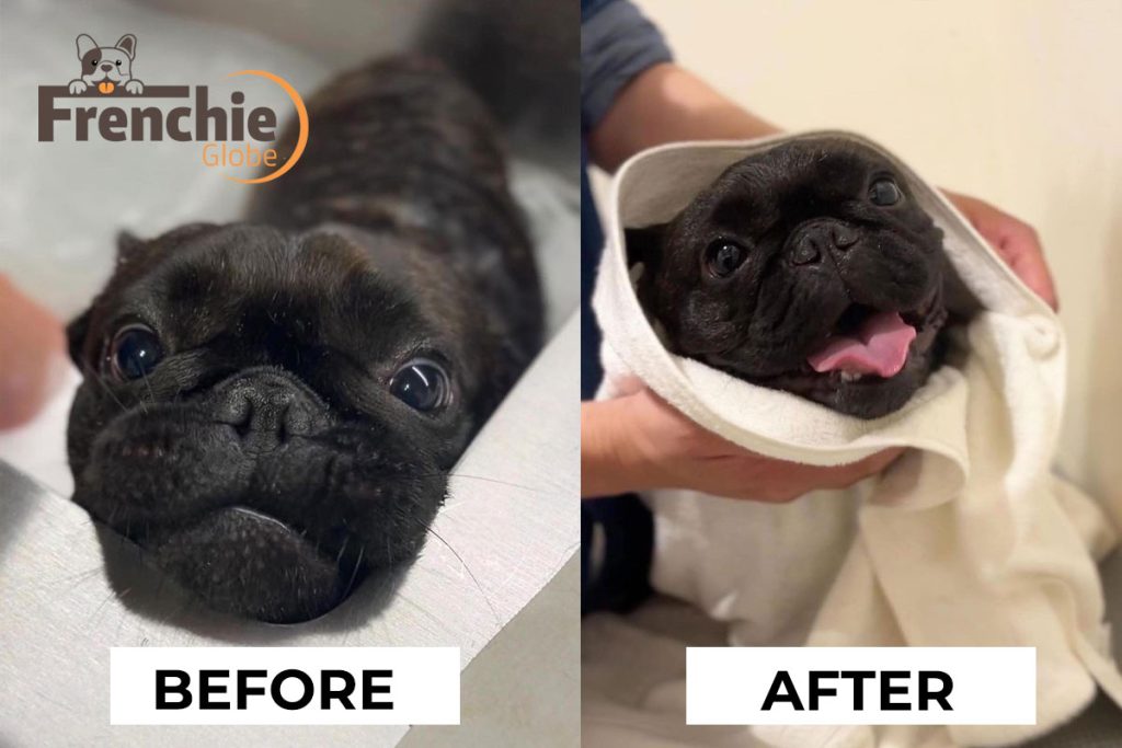 frenchie-bulldog-before-and-after-shower-wash