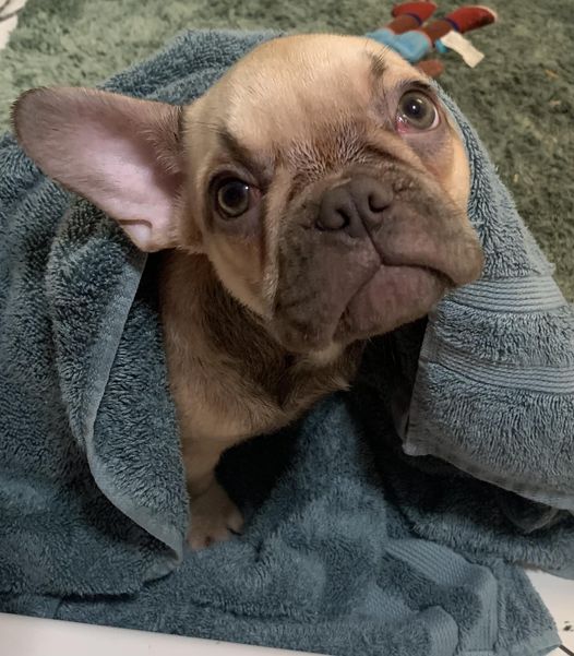 frenchie bulldog in shower towel