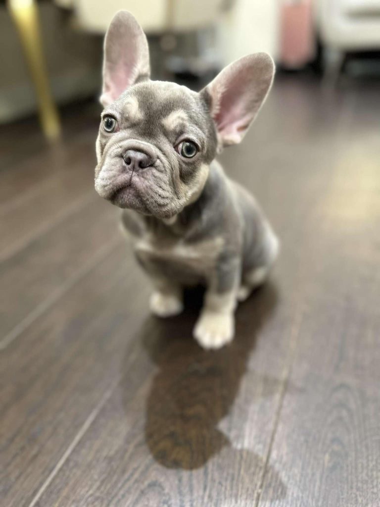 frenchie bulldog in the house