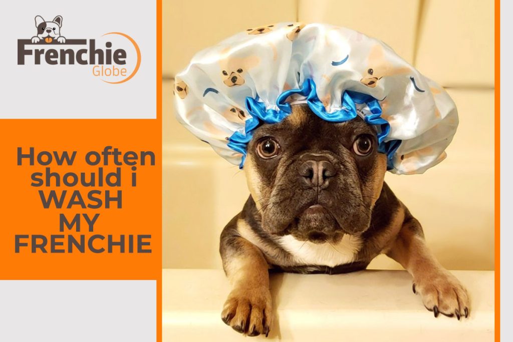 frenchie-bulldog-with-shower-cap-in-bath