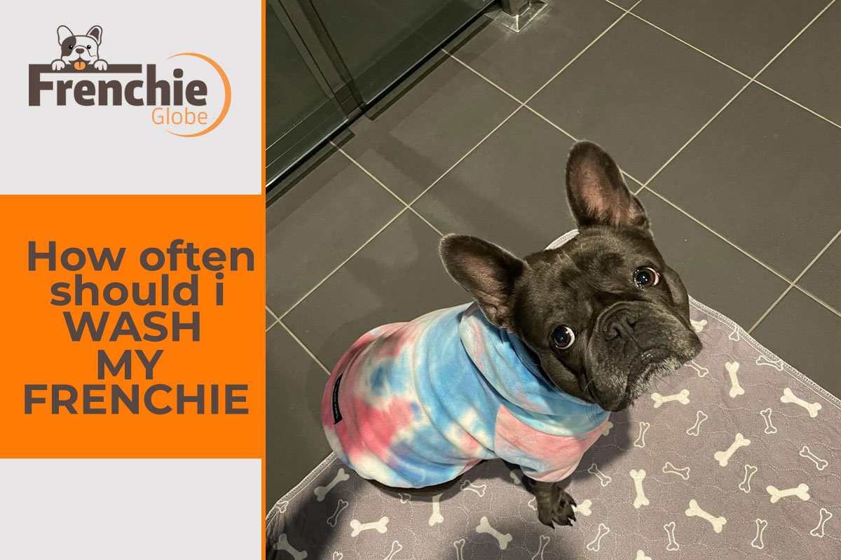 How Often Should I Wash My Frenchie? Your Ultimate Guide to a Clean Pup