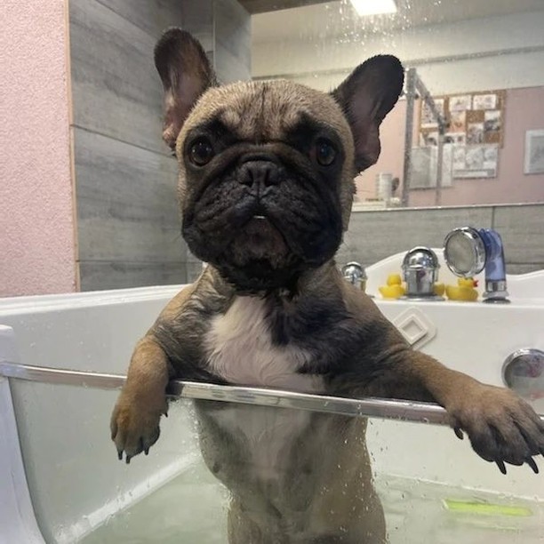 my frenchie bulldog in jacuzzi