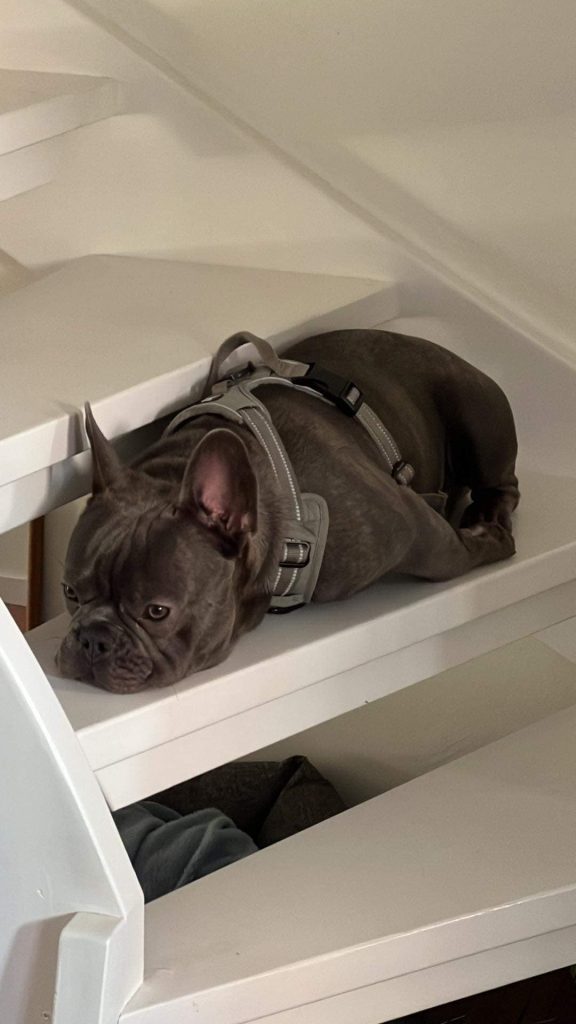 French Bulldogs’ Ability to Use Stairs