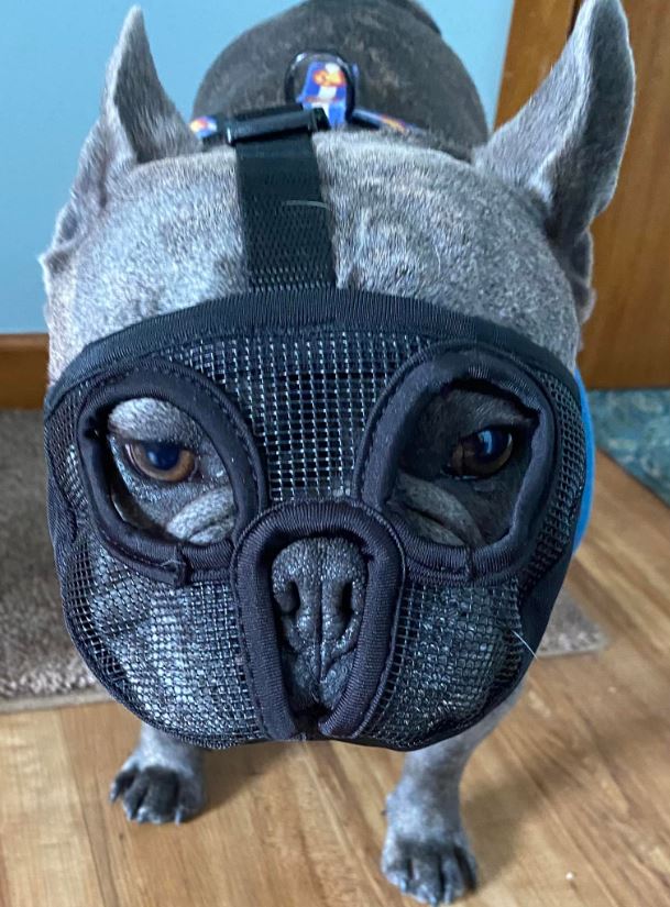 frenchie bulldog with a muzzle