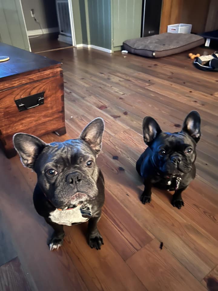 frenchie bulldogs on the floor