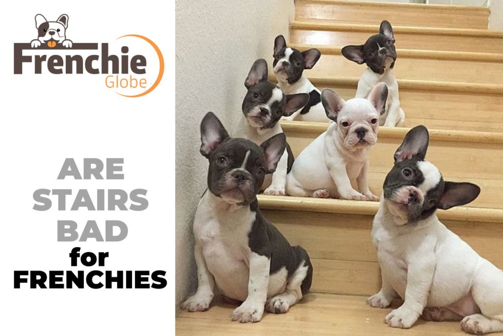stairs-and-french-bulldogs